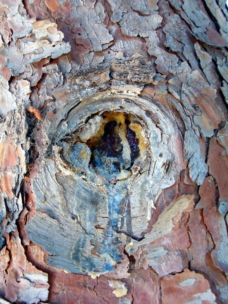 Pinus halepensis / Pino d''Aleppo